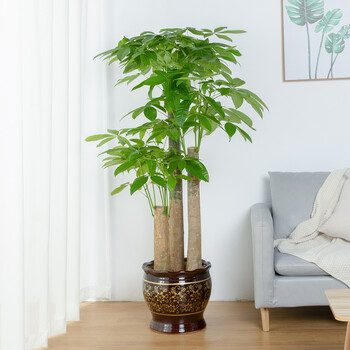 绿植搭配方案：室内绿植摆放与养护搭配